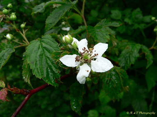 {Rubus canadensis}